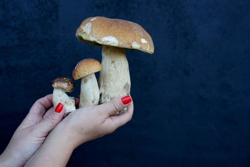 Can You Smoke Shrooms? Consuming Magic Mushrooms