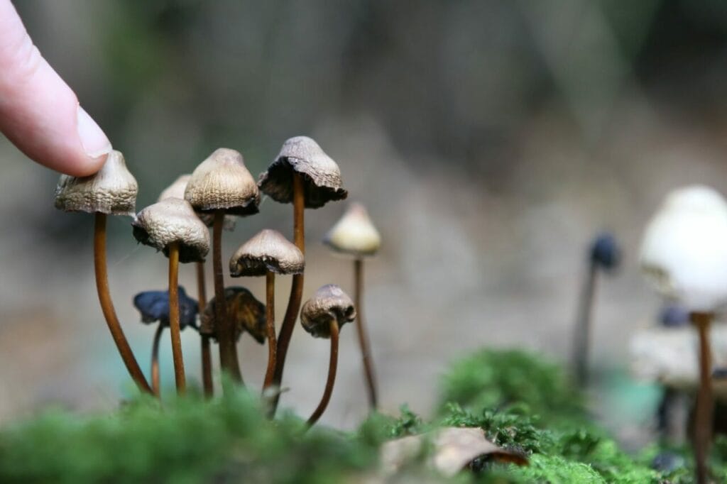Can You Smoke Shrooms? Smoke Shrooms