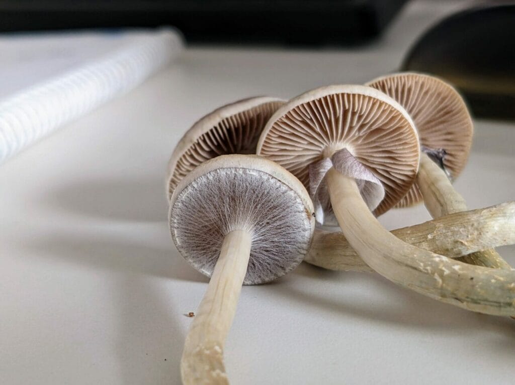 Magic Mushrooms at Shrooms For Sale Canada