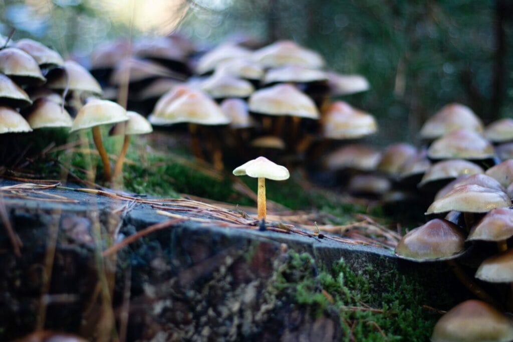 Shroom Delivery at Shrooms For Sale Canada