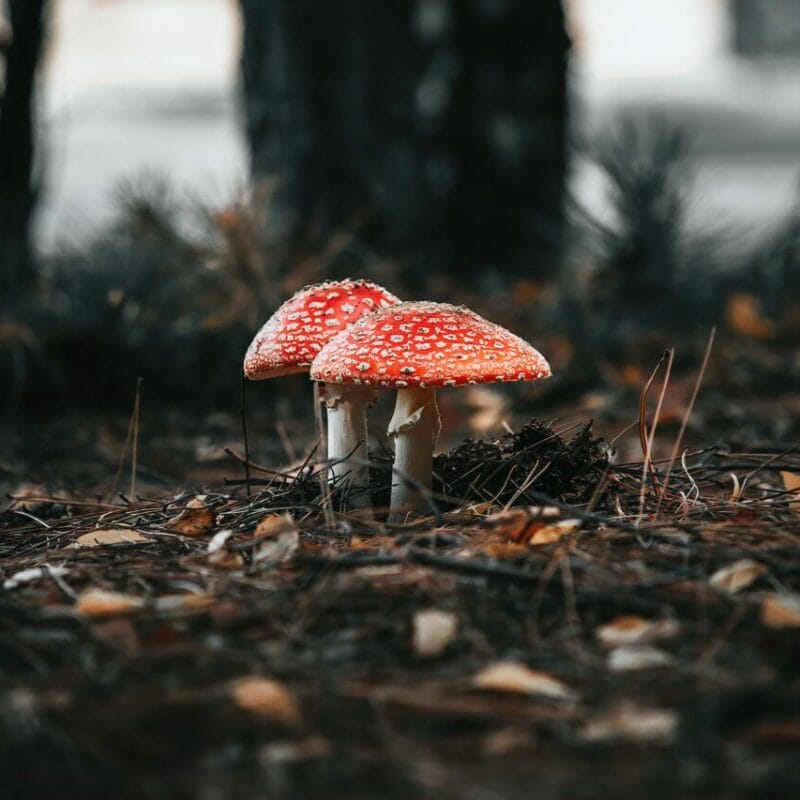 Shroom online delivery at Zoomies Canada | Shrooms For Sale Canada