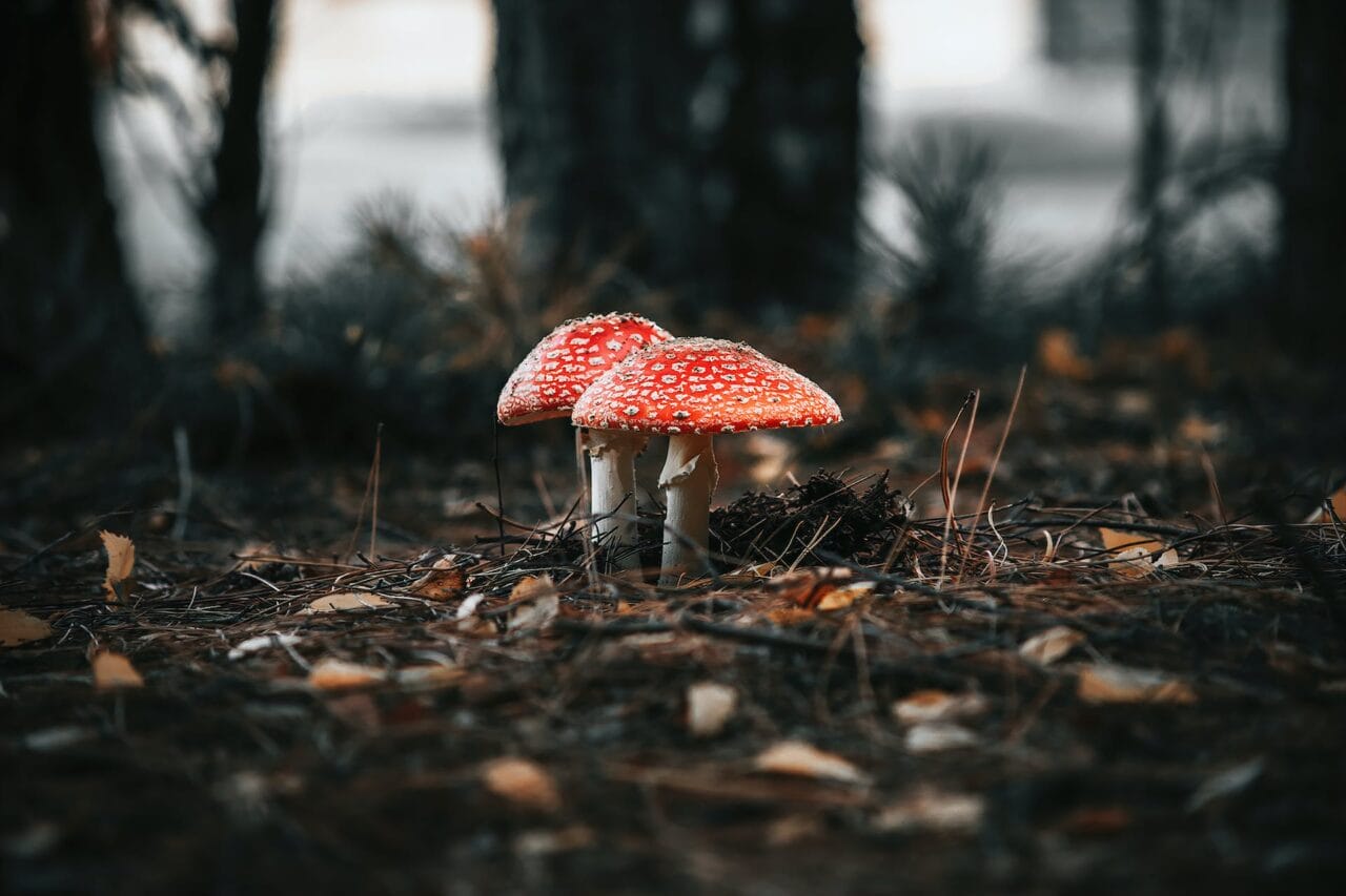 The Psilocybin Evolution: Fabrication, Investigation, and Forward Progress