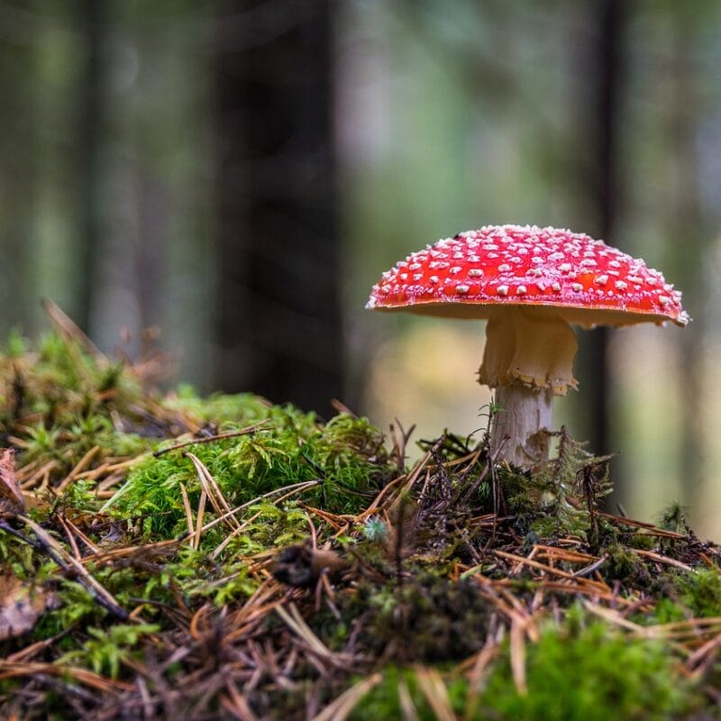 Shrooms Online in Canada | Shrooms For Sale Canada