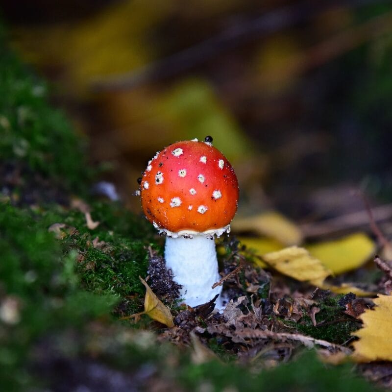 buy LSD online in Canada | Shrooms For Sale Canada