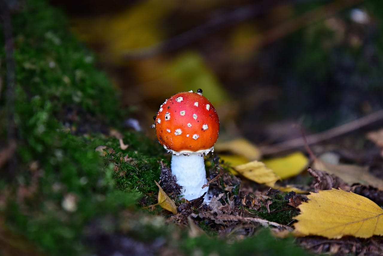 Can LSD Elevate My Happiness Levels? Expert Perspectives