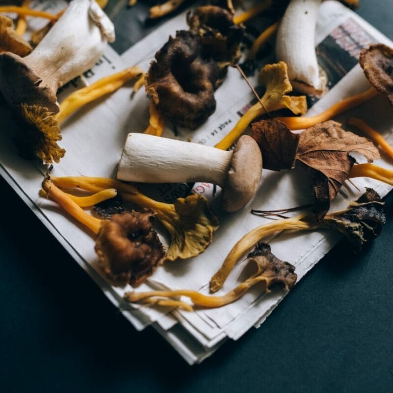 Mushroom chocolate at Zoomies Canada | Shrooms For Sale Canada