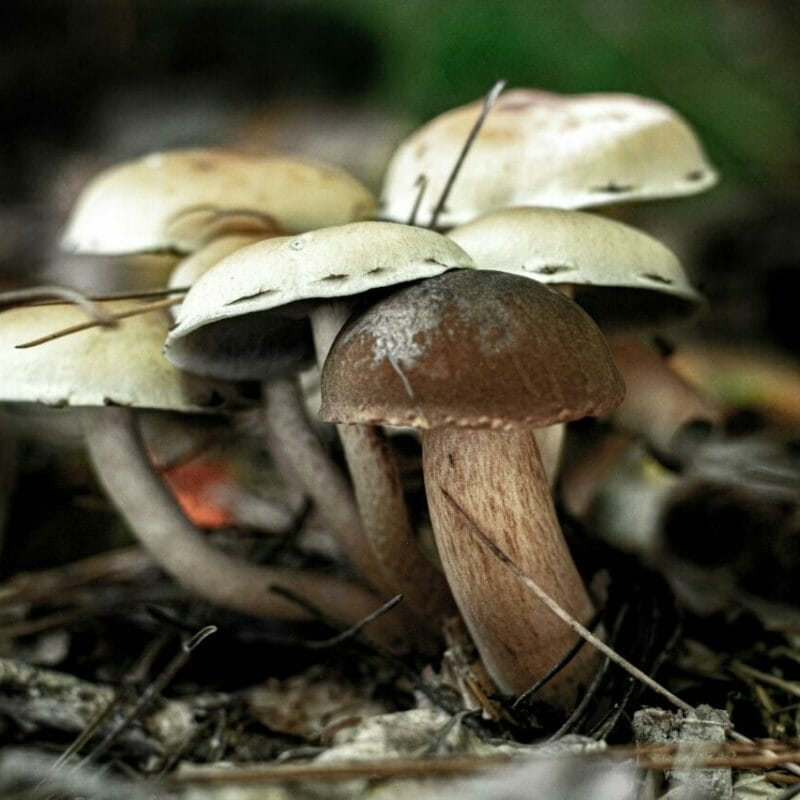psilocybin mushroom | Shrooms For Sale Canada