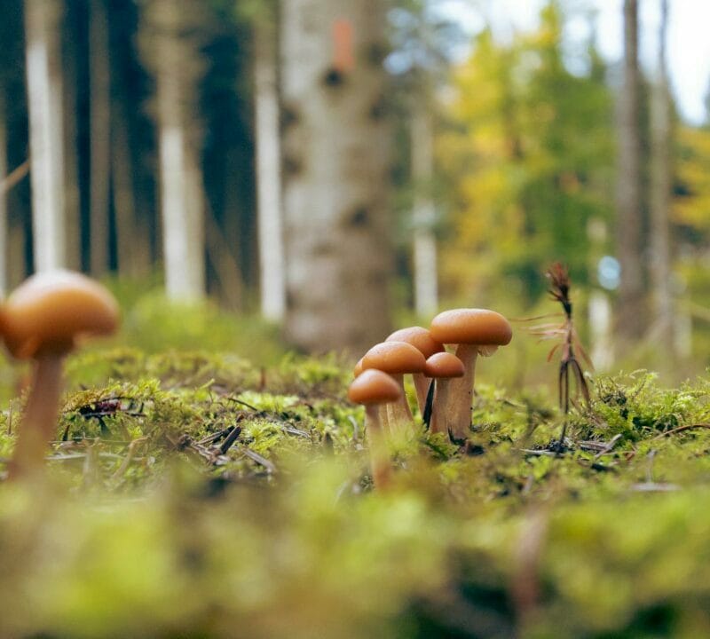 Magic Mushroom Dispensary | Shrooms For Sale Canada