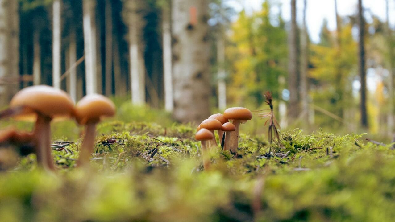 Embark on a Global Journey with Cambodian, Chitwan Nepal, and Ecuador Magic Mushrooms