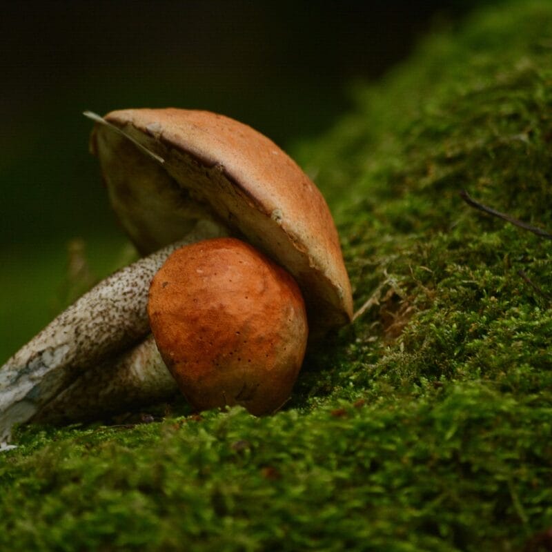 Mushroom Dispensary Vancouver | Shrooms For Sale Canada
