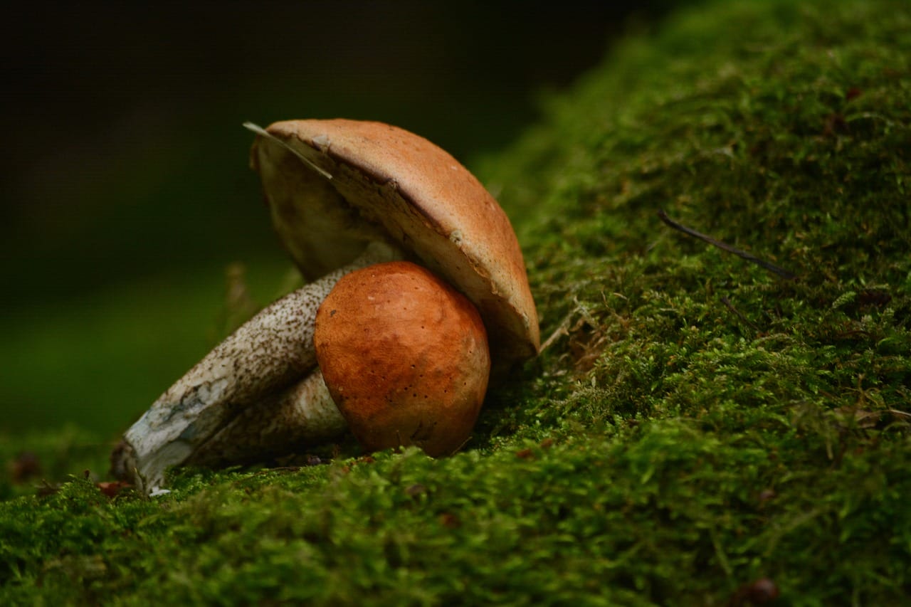 Vancouver Mushroom Dispensary: Five Fresh Shroom Strains You Must Experience