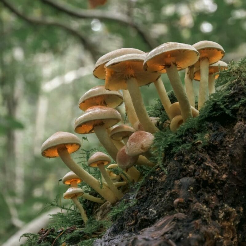 Shrooms online | Shrooms For Sale Canada