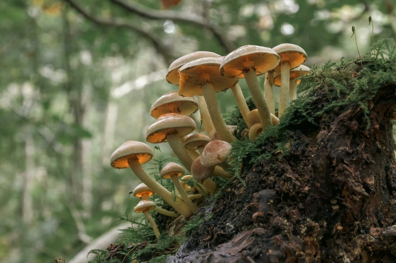 The Active Ingredient of Magic Mushrooms, Psilocybin, Enhances Sexual Performance and Pleasure