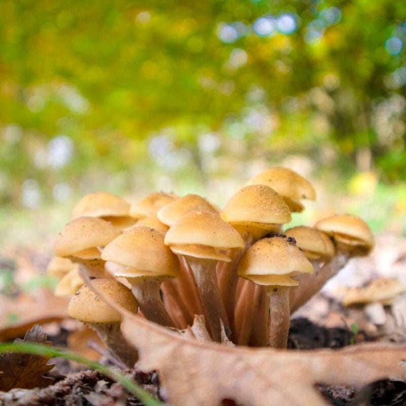 Shrooms Canada | Shrooms For Sale Canada