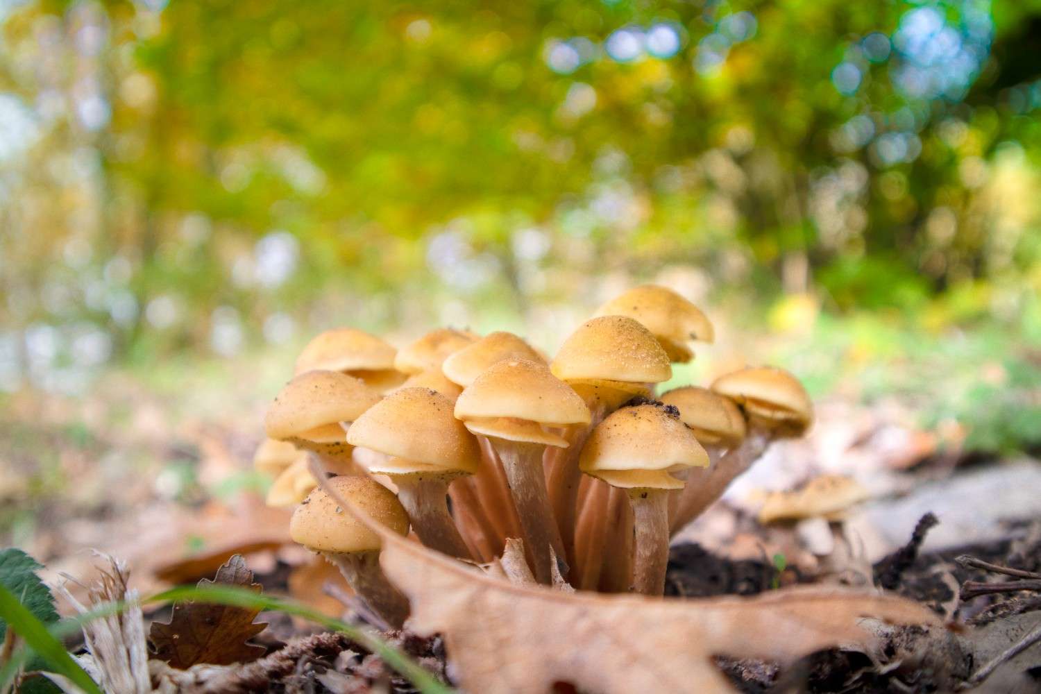 Psilocybin Mushrooms Expand Beyond Canada: Microdosing Emerges as a Worldwide Trend