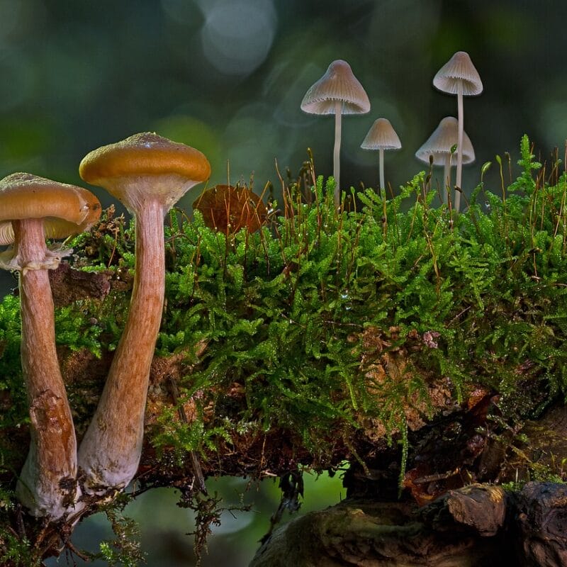 magic mushroom in Canada | Shrooms For Sale Canada