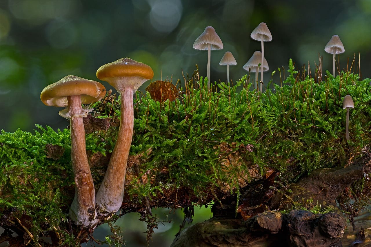The Majority of Canadians, 80%, Advocate the Use of Psychedelic Mushrooms for Alleviating Existential Anxiety