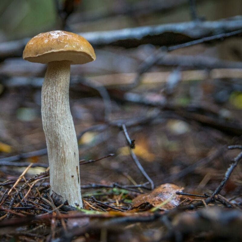 Shrooms online | Shrooms For Sale Canada