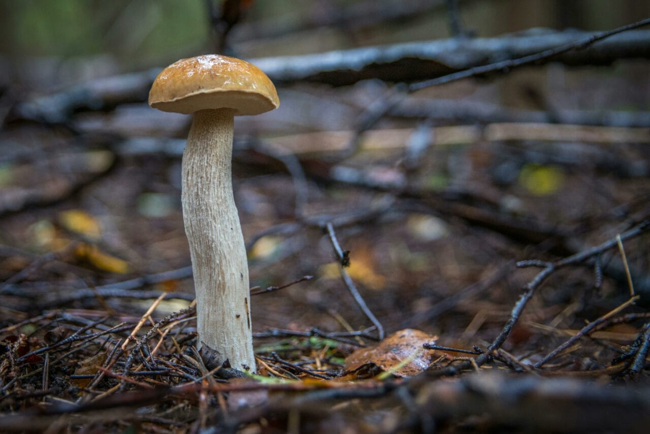 Recent Studies on Psychedelic Mushrooms Indicate Prolonged Neural Disturbance May Aid Mental Wellbeing