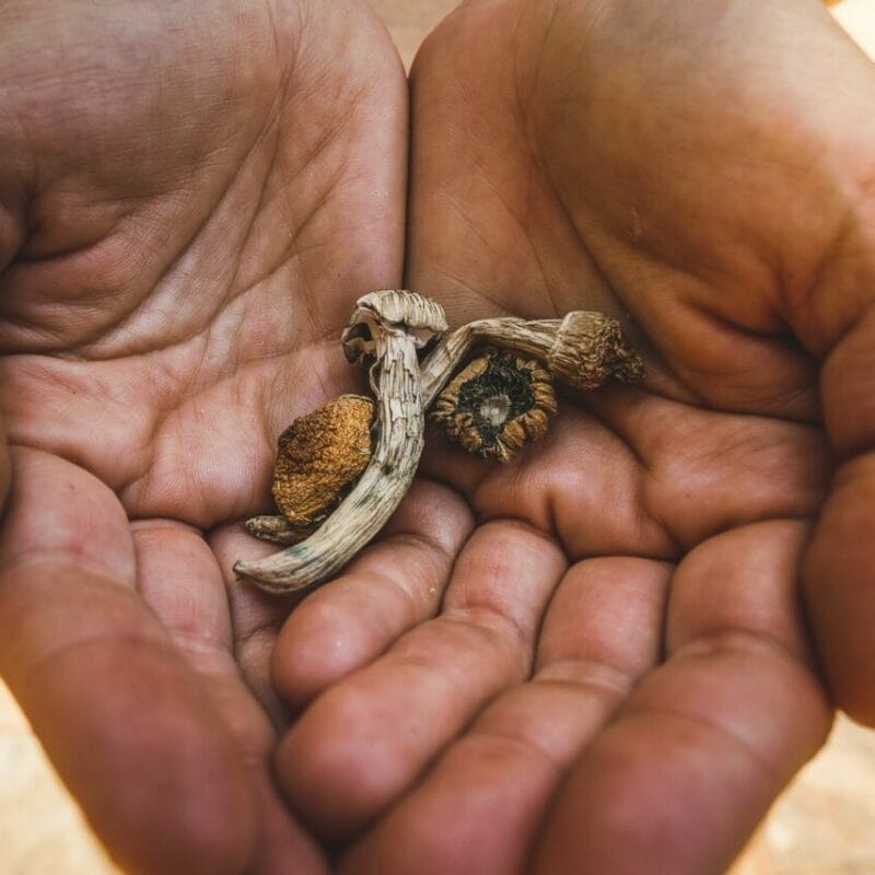 dried shrooms | Shrooms For Sale Canada