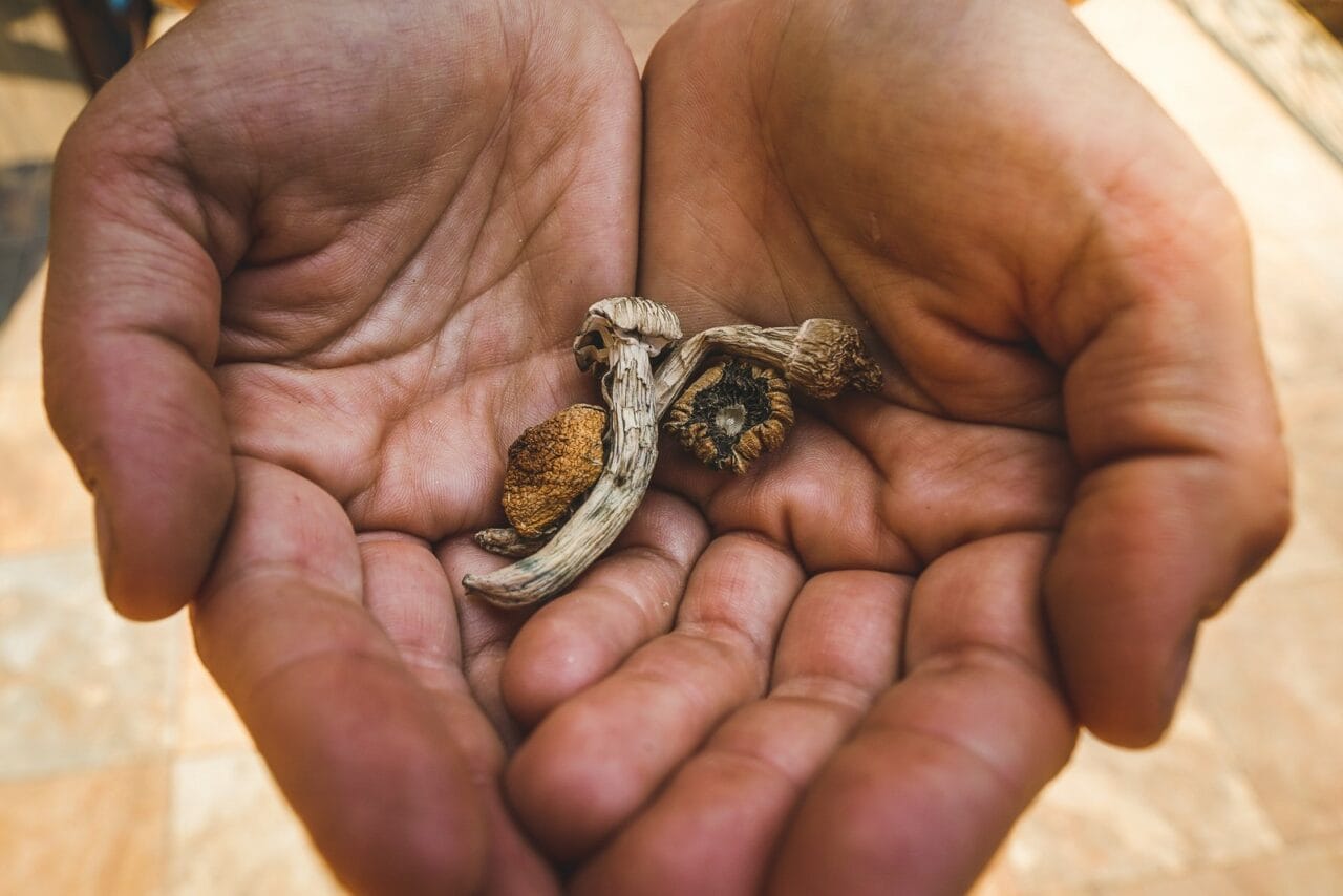 How Do Dehydrated Mushrooms Stack up Against Other Psychedelic Substances?