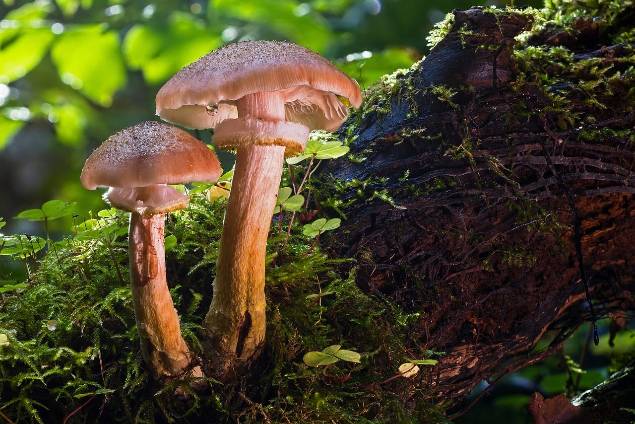 Magic Mushrooms with Psychedelic Properties – Did They Contribute to Our Evolution as a Species?