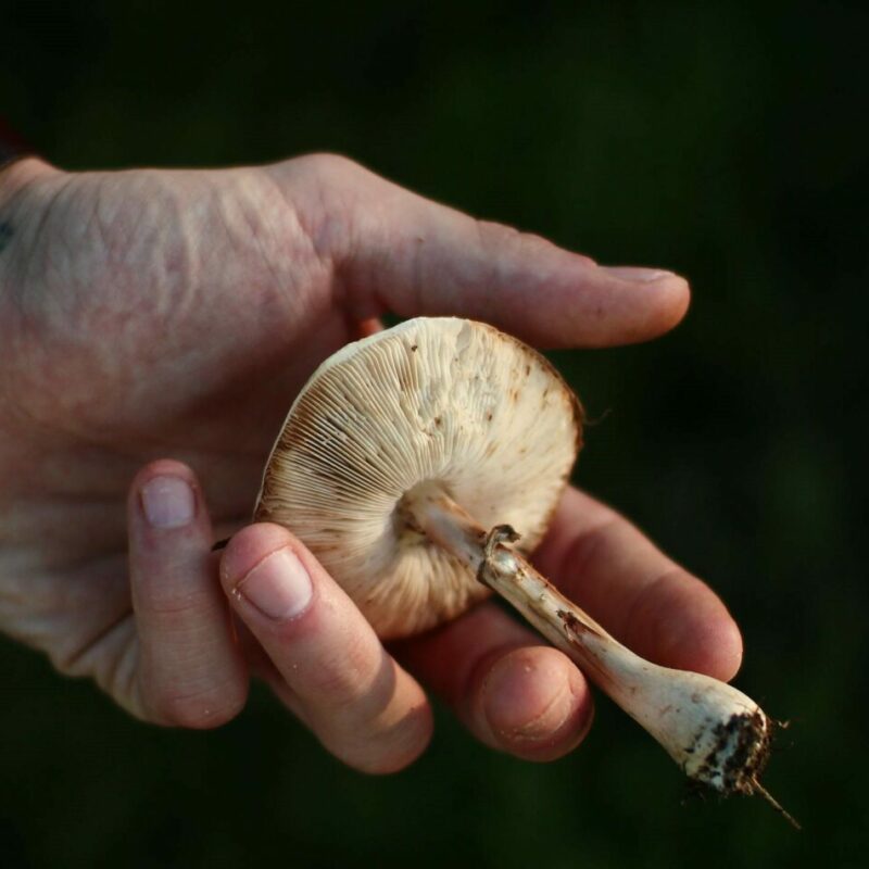 Shrooms | Shrooms For Sale Canada