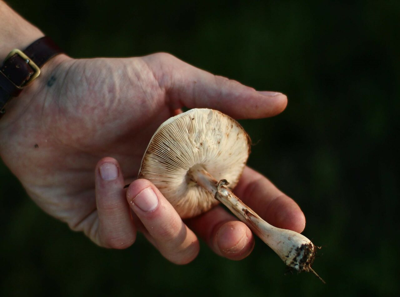 Diving into the Pharmacokinetics of Psychedelic Mushrooms