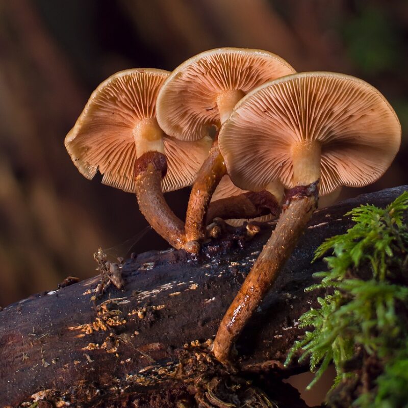 alacabenzi strain | Shrooms For Sale Canada