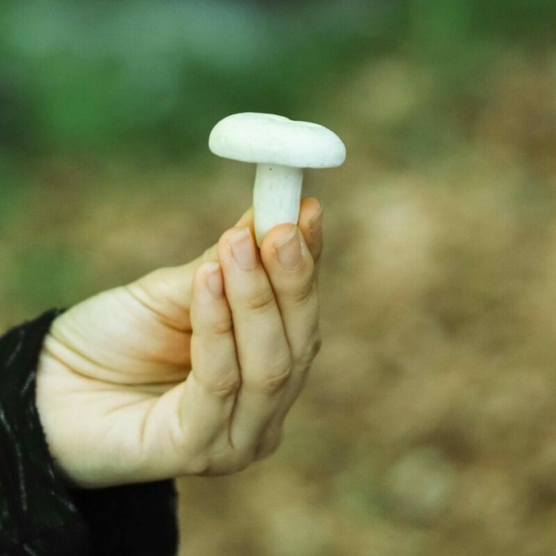shrooms online in Canada | Shrooms For Sale Canada