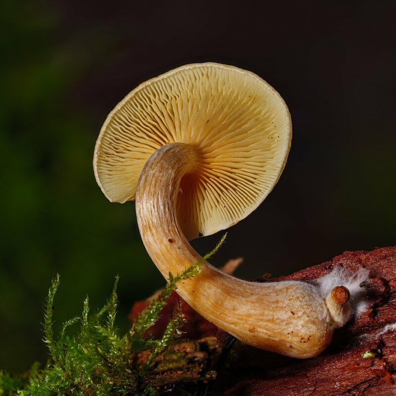 Alacabenzi Strain | Shrooms For Sale Canada