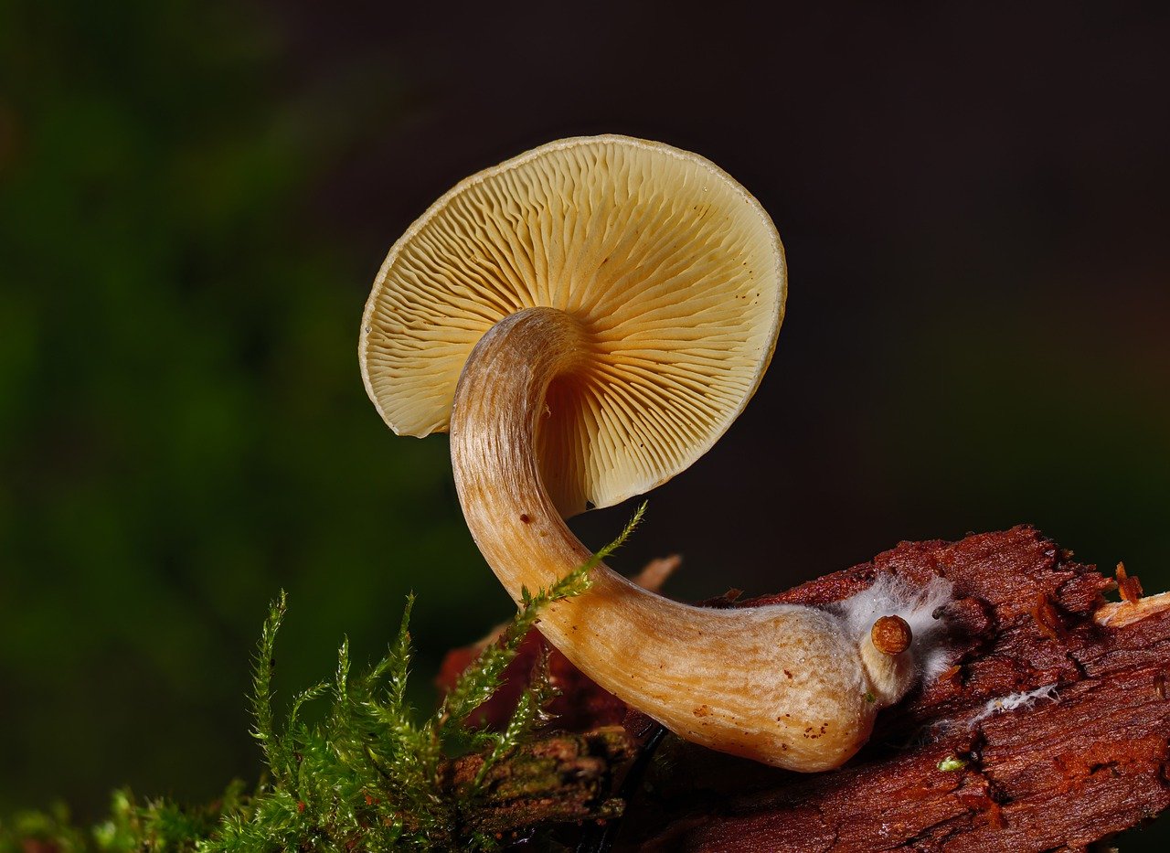 Comprehensive Guide to the Alacabenzi Strain – Essential Knowledge for Every User Before Their Initial Dose