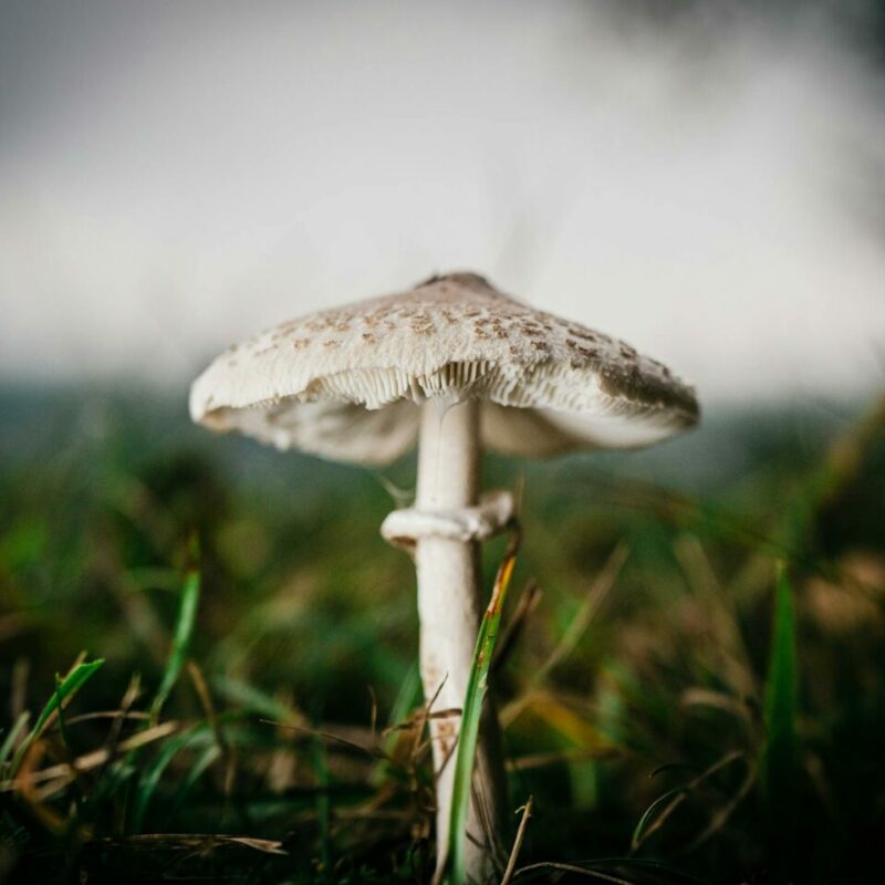 White Monster | Shrooms For Sale Canada