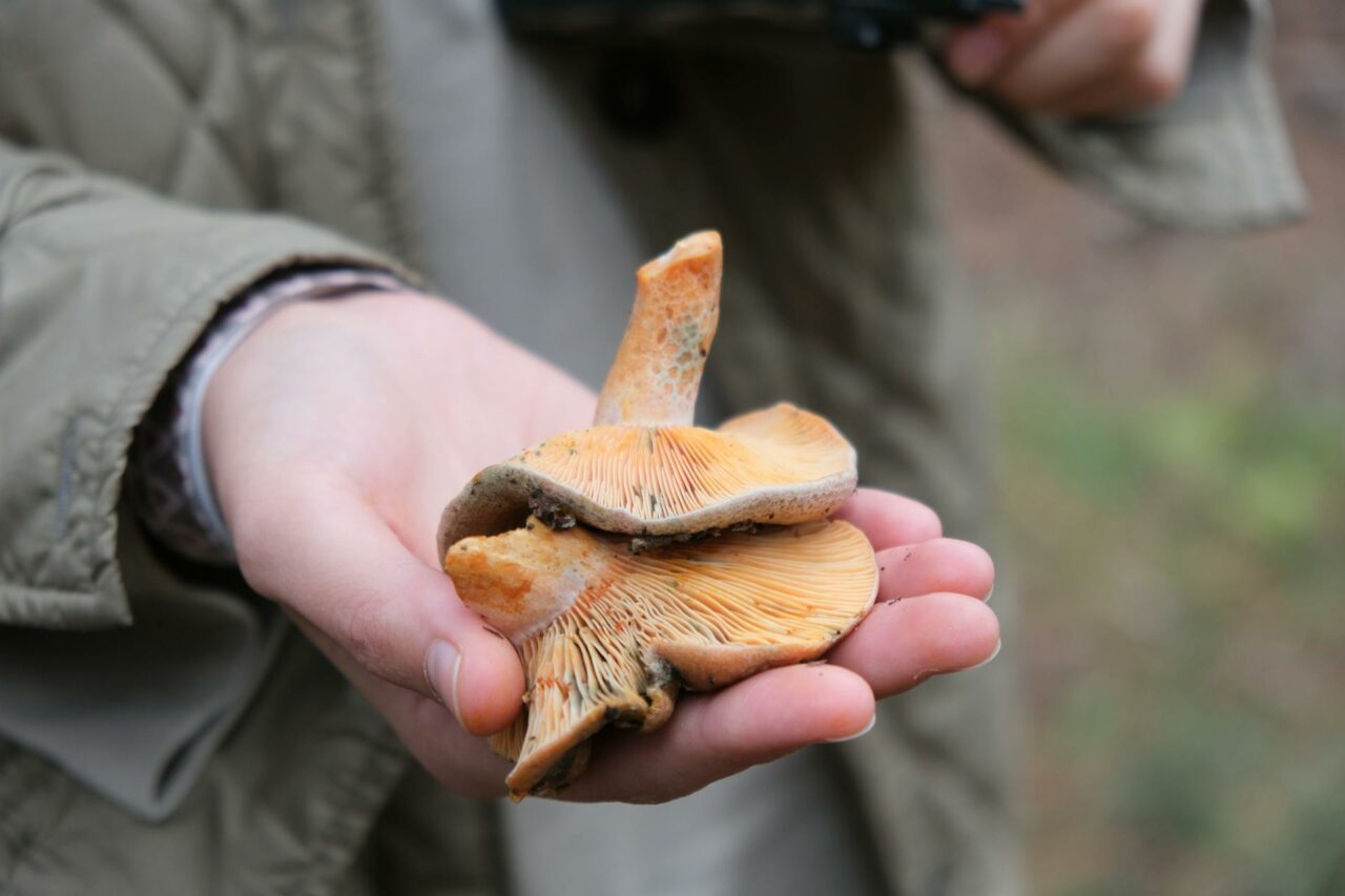 The Reason Apex Strain Mushroom Will Always Be a Part of My Self-Care Regimen