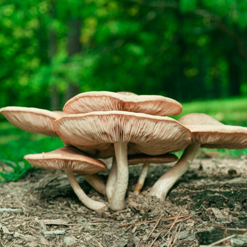 Big Daddy Mushroom | Shrooms For Sale Canada