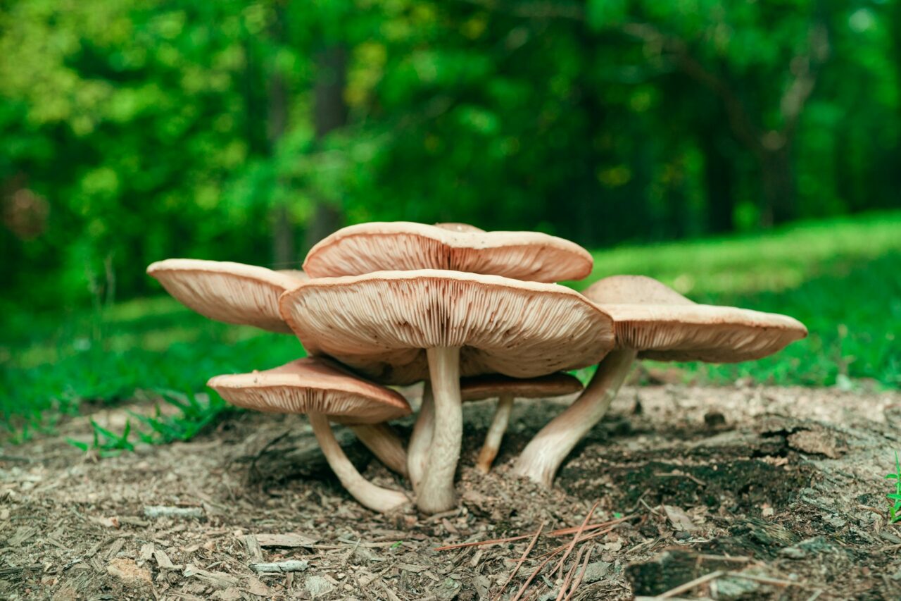 Experienced the Big Daddy Mushroom during a hike—Definitely recommend, 10/10 would do it again.