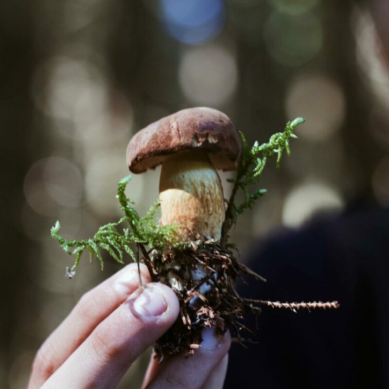 Buy Shrooms | Shrooms For Sale Canada
