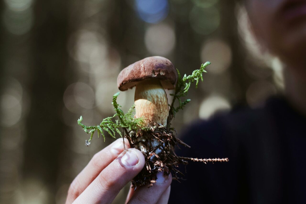 Is Purchasing Psychedelic Mushrooms Online a Good Idea? A Retiree Regrets Not Trying Psilocybin 45 Years Earlier.