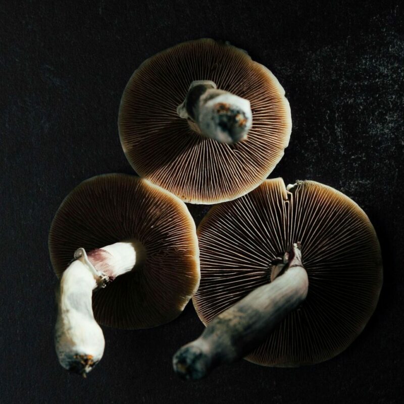 Magic Mushroom Canada | Shrooms For Sale Canada