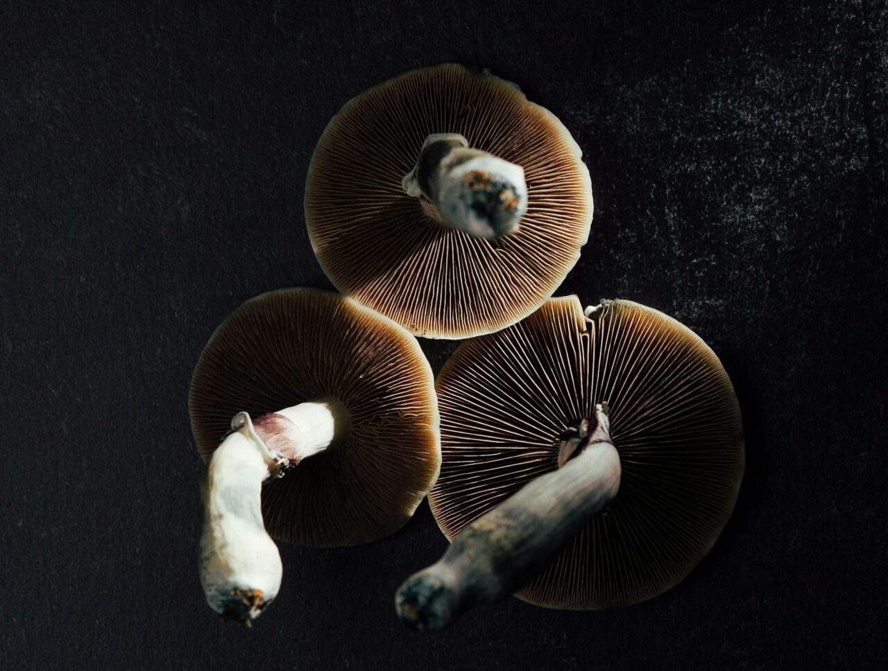 Magic Mushroom Canada – Specialists Detail Why Naturally Occurring Psilocybin Has a Stronger Impact Than Its Laboratory-Created Counterpart