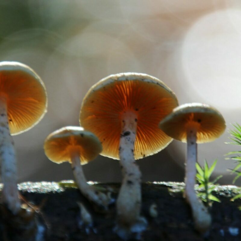 Magic Mushroom Delivery | Shrooms For Sale Canada