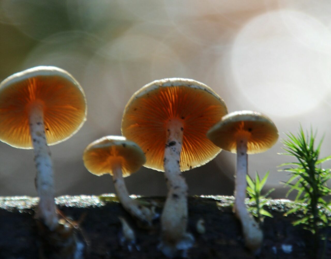 How the Delivery of Magic Mushrooms Revolutionized My Experiences (In a Positive Way)