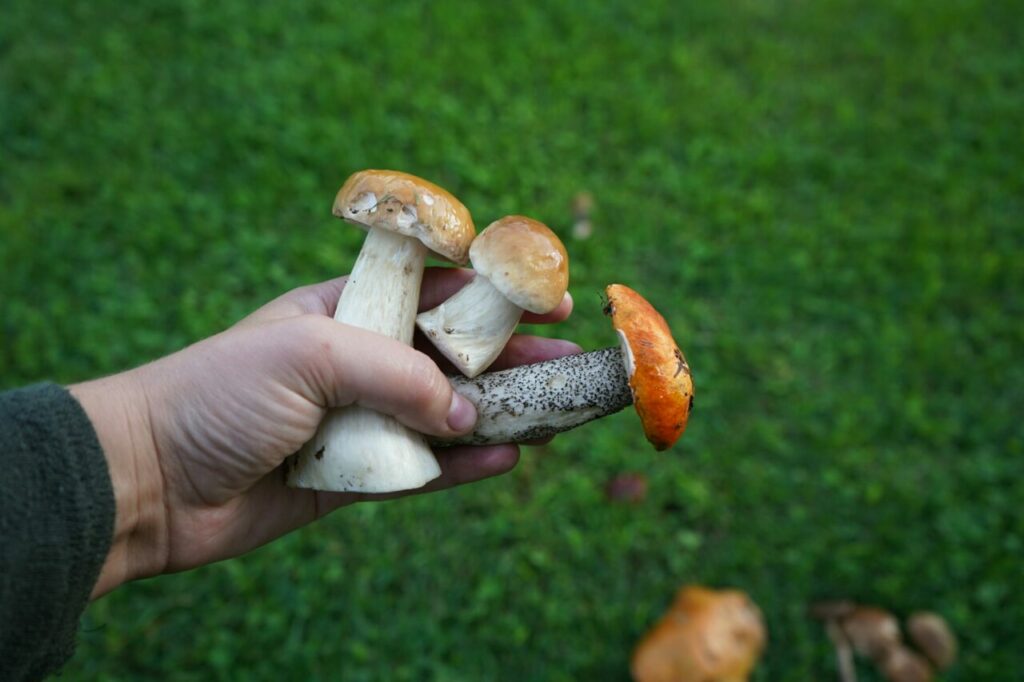 Magic Mushroom Delivery
