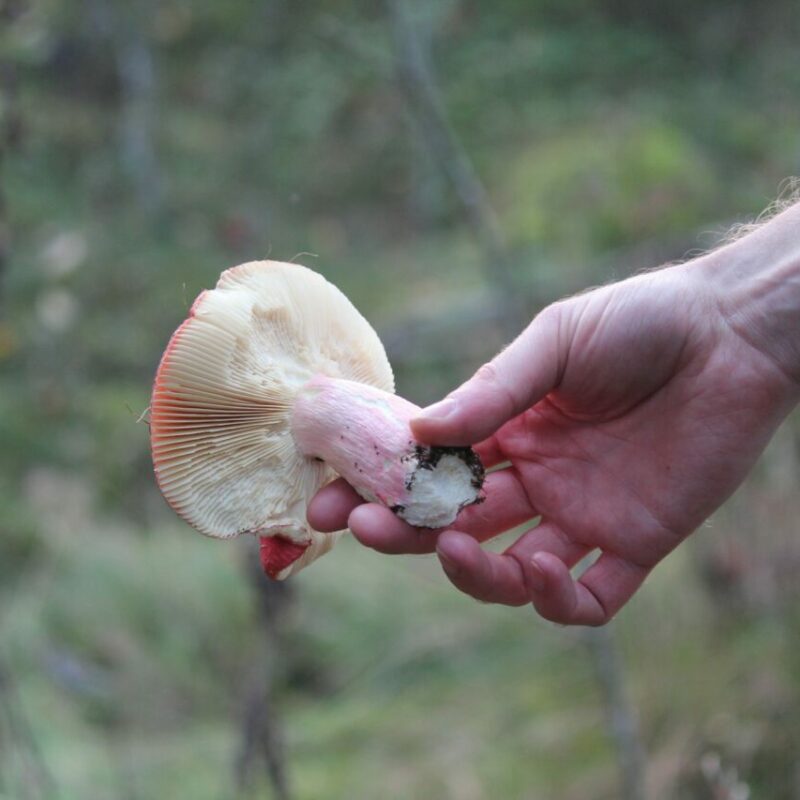 Magic Mushroom Delivery | Shrooms For Sale Canada