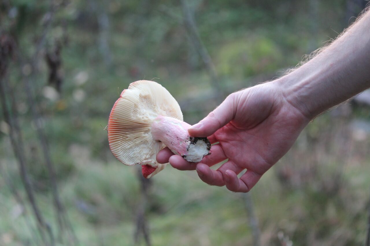 Magic Mushroom Delivery Assists in Recovery of Paralyzed Mountain Athletes