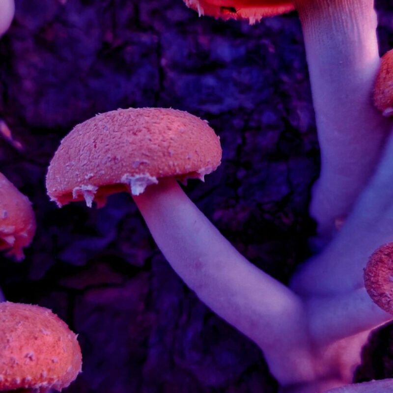 Mushroom Dispensary | Shrooms For Sale Canada