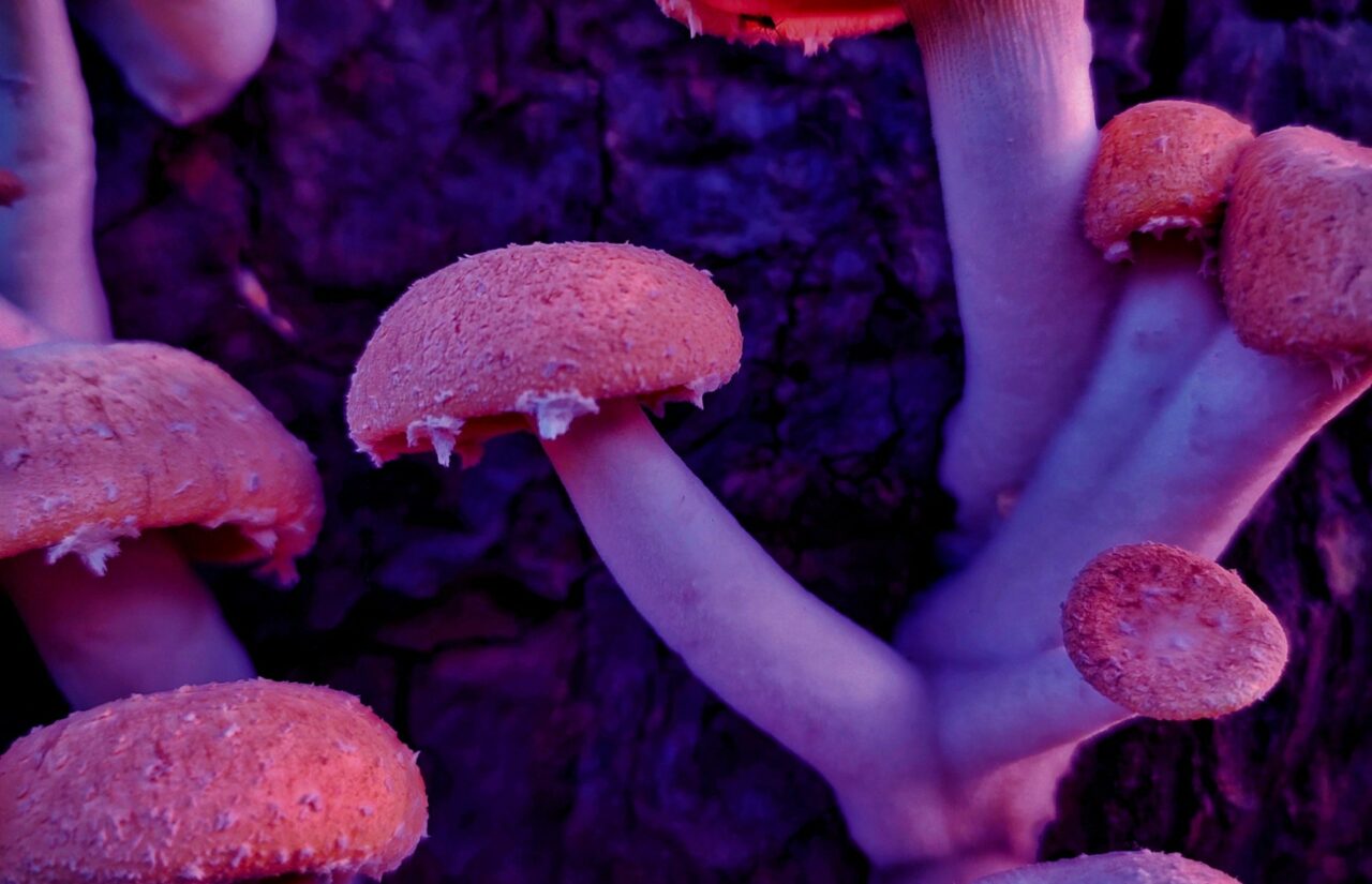How Psilocybin, Obtained From a Mushroom Dispensary, May Help Reconfigure Minds Burdened with HIV-Associated Stigma