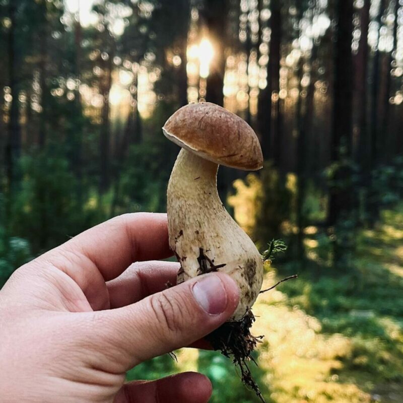 Shrooms Delivery Canada | Shrooms For Sale Canada