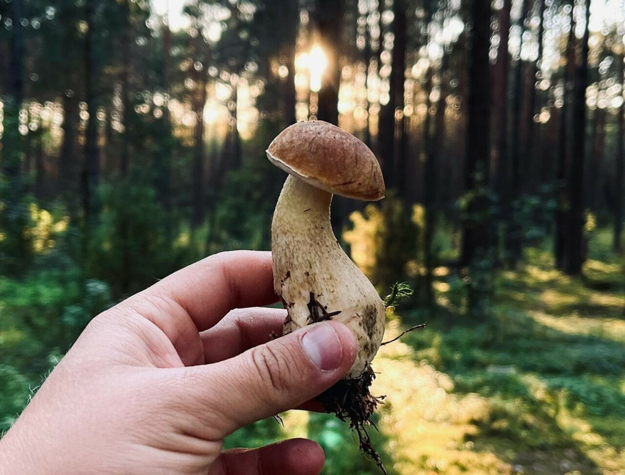 Discover if Psilocybin is Superior to Escitalopram/Esketamine with ShroomsDeliveryCanada