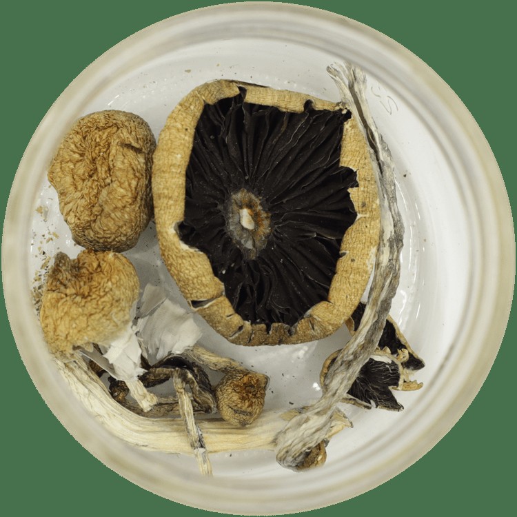  | Shrooms For Sale Canada